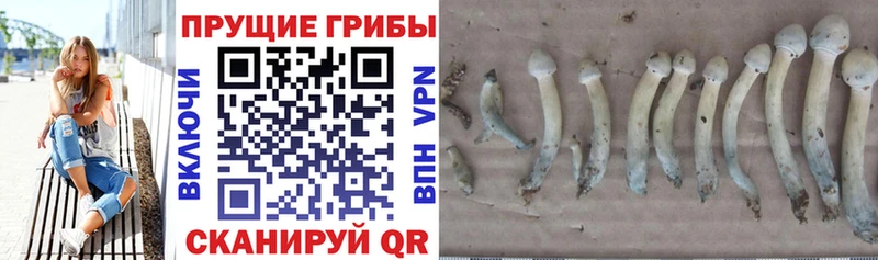 Купить закладки  Мурманск  Галлюциногенные грибы MAGIC MUSHROOMS 